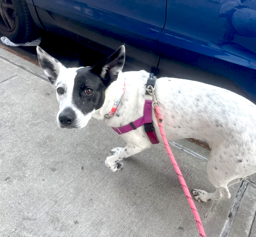 Our lovely new client Honey!