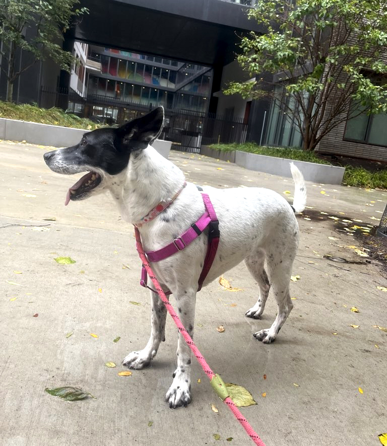 Our lovely new client Honey!