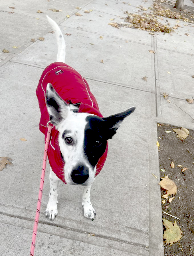 Our lovely new client Honey!